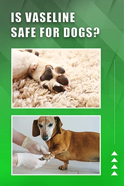 Is Vaseline Safe For Dogs