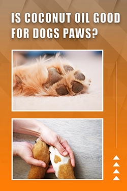 Is Coconut Oil Good For Dogs Paws