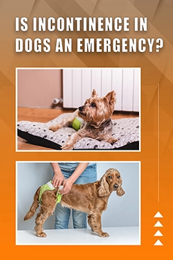 Is Incontinence In Dogs An Emergency