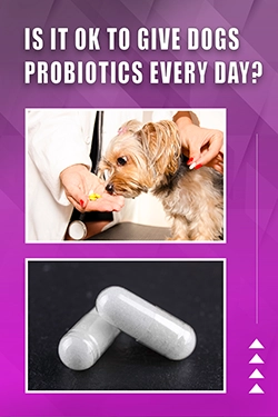 Is It OK To Give Dogs Probiotics Every Day