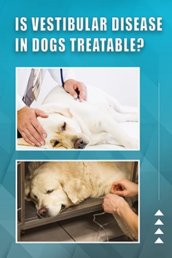 Is Vestibular Disease In Dogs Treatable