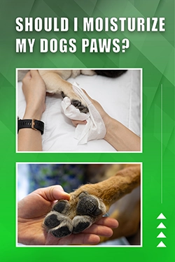 Should I Moisturize My Dogs Paws