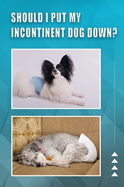 Should I Put My Incontinent Dog Down
