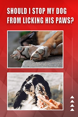 Should I Stop My Dog From Licking His Paws