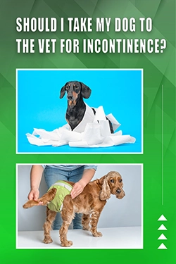 Should I Take My Dog To The Vet For Incontinence