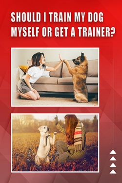 Should I Train My Dog Myself Or Get A Trainer