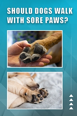 Should Dogs Walk With Sore Paws