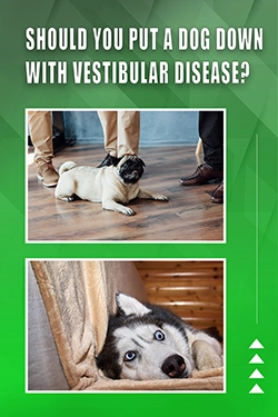 Should You Put A Dog Down With Vestibular Disease
