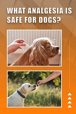 What Analgesic Is Safe For Dogs