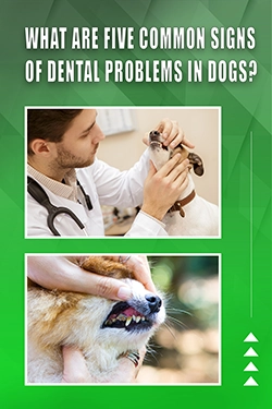 What Are Five Common Signs Of Dental Problems In Dogs