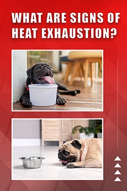 What Are Signs Of Heat Exhaustion