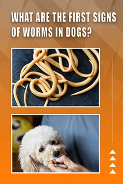 What Are The First Signs Of Worms In Dogs