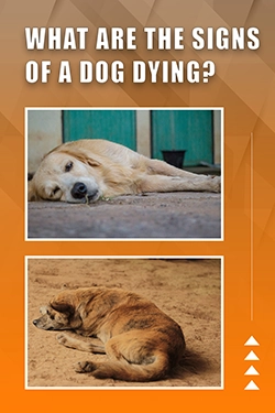 What Are The Signs Of A Dog Dying