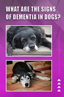 What Are The Signs Of Dementia In Dogs