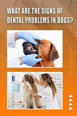 What Are The Signs Of Dental Problems In Dogs