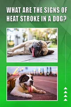 What Are The Signs Of Heat Stroke In A Dog