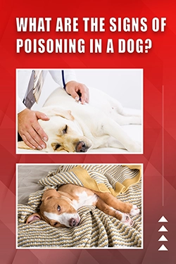 What Are The Signs Of Poisoning In A Dog