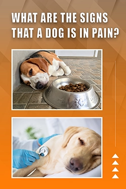 What Are The Signs That A Dog Is In Pain