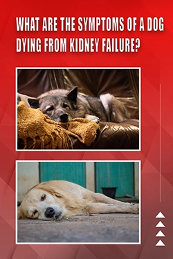What Are The Symptoms Of A Dog Dying From Kidney Failure