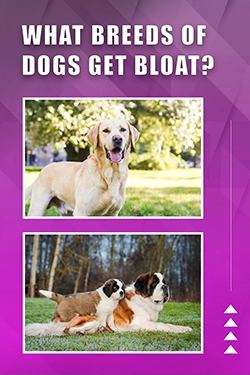 What Breeds Of Dogs Get Bloat