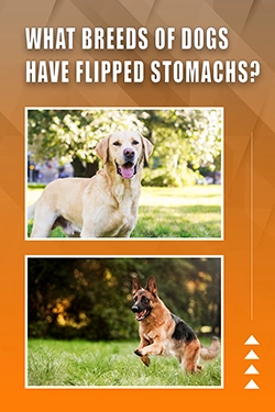What Breeds Of Dogs Have Flipped Stomachs