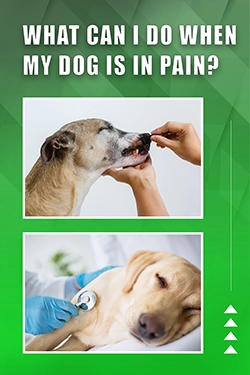 What Can I Do When My Dog Is In Pain