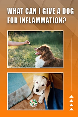 What Can I Give A Dog For Inflammation