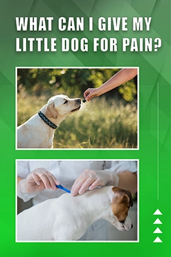 What Can I Give My Little Dog For Pain