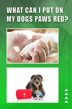 What Can I Put On My Dogs Paws Red
