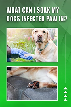 What Can I Soak My Dogs Infected Paw In