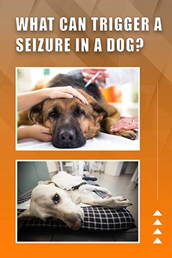 What Can Trigger A Seizure In A Dog