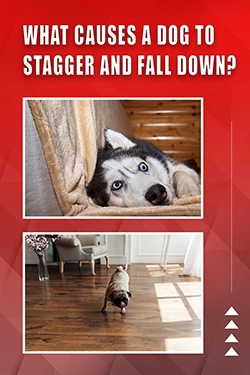 What Causes A Dog To Stagger And Fall Down