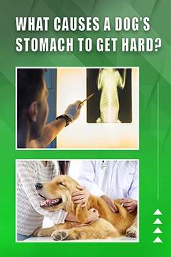 What Causes A Dog's Stomach To Get Hard