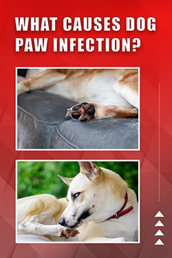What Causes Dog Paw Infection