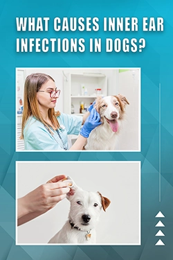 What Causes Inner Ear Infections In Dogs