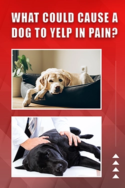 What Could Cause A Dog To Yelp In Pain
