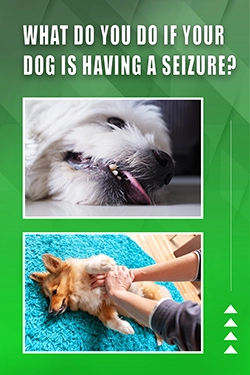 What Do You Do If Your Dog Is Having A Seizure