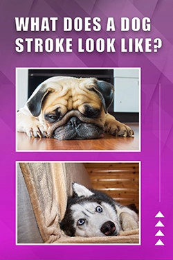 What Does A Dog Stroke Look Like