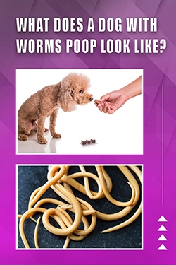 What Does A Dog With Worms Poop Look Like