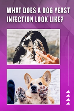 What Does A Dog Yeast Infection Look Like