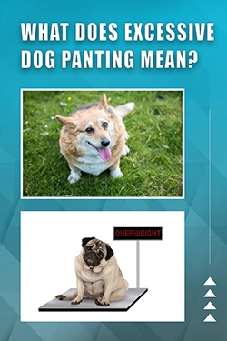 What Does Excessive Dog Panting Mean