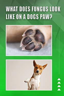What Does Fungus Look Like On A Dogs Paw