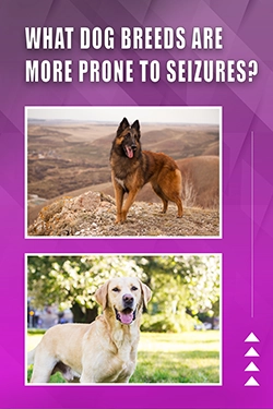 What Dog Breeds Are More Prone To Seizures