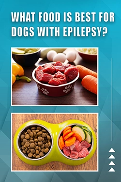 What Food Is Best For Dogs With Epilepsy
