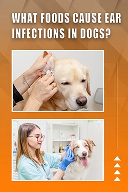 What Foods Cause Ear Infections In Dogs