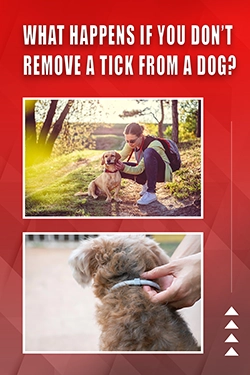 What Happens If You Don't Remove A Tick From A Dog