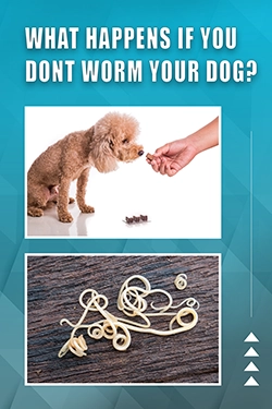 What Happens If You Don’t Worm Your Dog