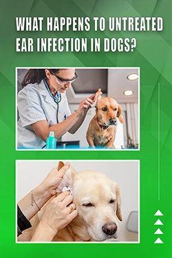What Happens To Untreated Ear Infection In Dogs