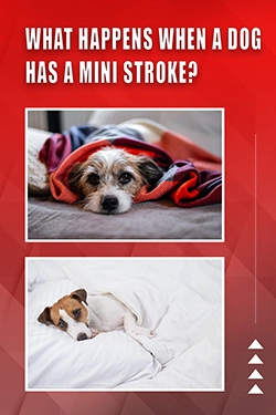 What Happens When A Dog Has A Mini Stroke