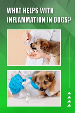 What Helps With Inflammation In Dogs